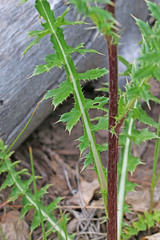 Cirsium clavatum