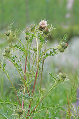 Cirsium clavatum