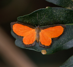 Mesene pyrippe sanguilenta