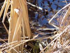Lithobates kauffeldi