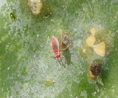 Hesperolabops gelastops