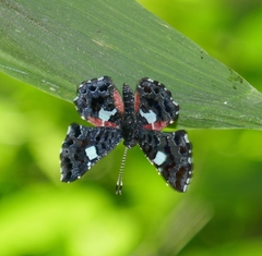 Calydna sturnula
