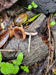 Pluteus nanus