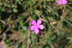 Dianthus deltoides deltoides
