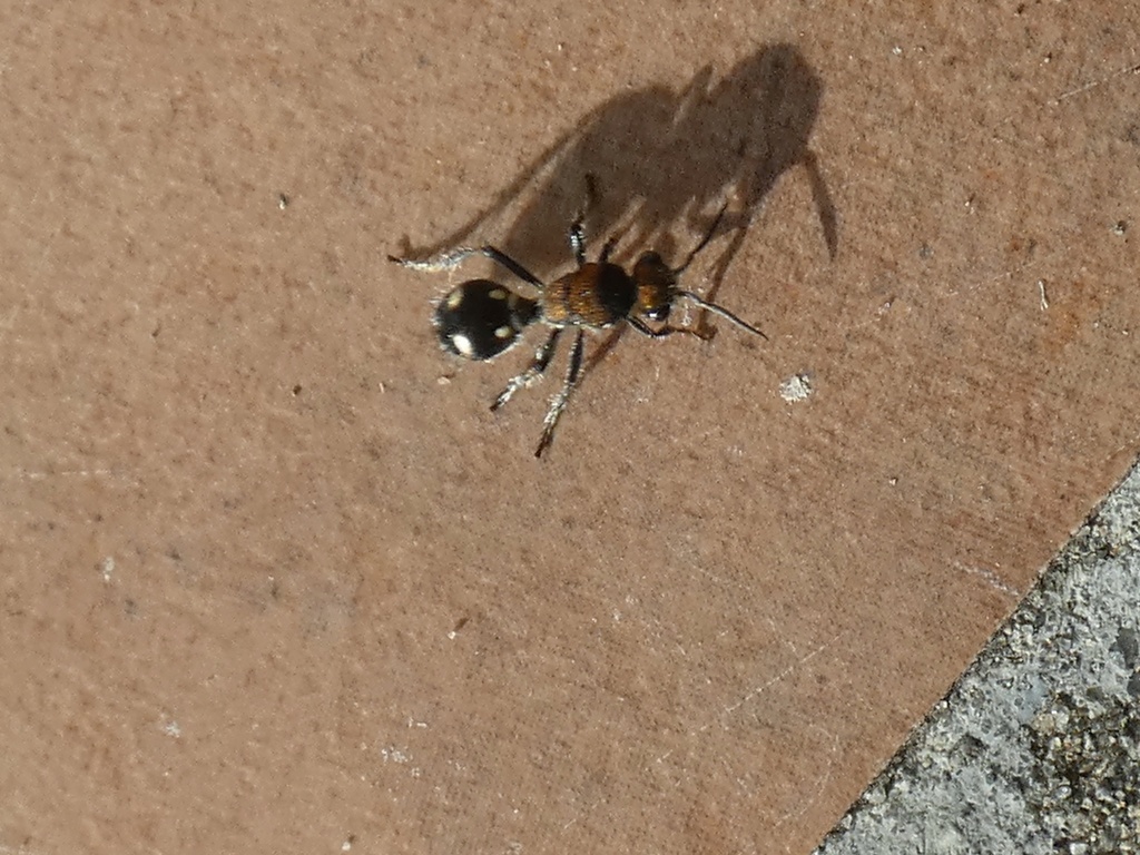 Traumatomutilla dictynna