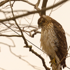 Accipiter cooperii
