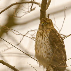 Accipiter cooperii