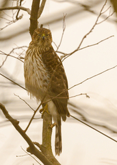 Accipiter cooperii