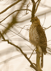 Accipiter cooperii