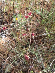 Lomatium marginatum