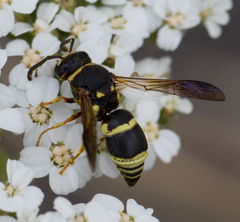 Euodynerus castigatus
