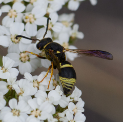 Euodynerus castigatus
