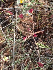 Lomatium marginatum