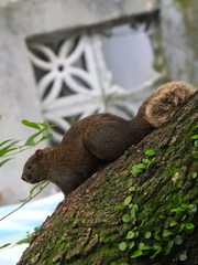 Callosciurus erythraeus