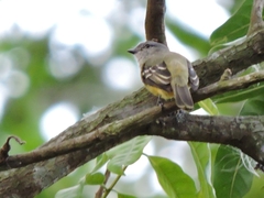 Myiopagis viridicata