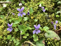 Viola reichenbachiana