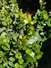 Buxus