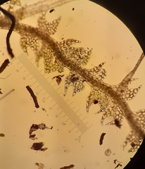 Fuscocephaloziopsis loitlesbergeri