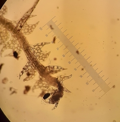 Fuscocephaloziopsis loitlesbergeri