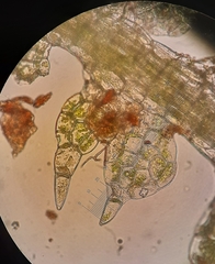 Fuscocephaloziopsis loitlesbergeri
