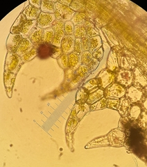 Fuscocephaloziopsis loitlesbergeri