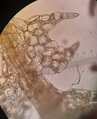 Fuscocephaloziopsis loitlesbergeri