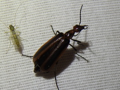 Pyrota tenuicostatis