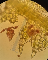 Fuscocephaloziopsis loitlesbergeri