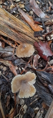 Entoloma conferendum