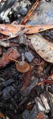Entoloma conferendum