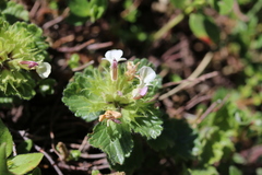 Teucrium pyrenaicum pyrenaicum