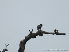 Falco columbarius suckleyi