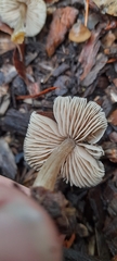 Entoloma conferendum