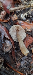 Entoloma conferendum