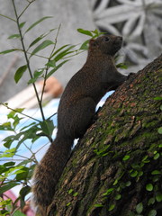 Callosciurus erythraeus