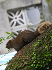 Callosciurus erythraeus