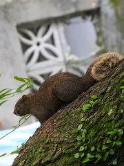 Callosciurus erythraeus