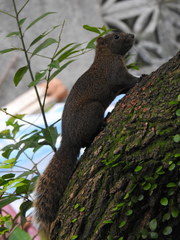 Callosciurus erythraeus