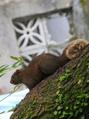Callosciurus erythraeus