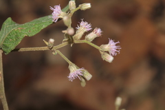 Lepidaploa canescens