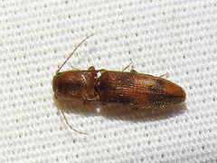 Aeolus asper