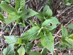 Lonicera alpigena
