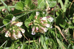 Teucrium pyrenaicum