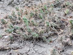 Cylindropuntieae
