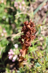 Orobanche alba