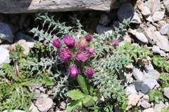 Carduus carlinoides