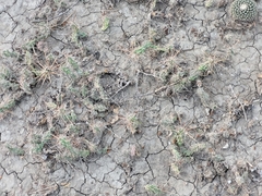 Cylindropuntieae