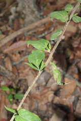 Lepidaploa canescens