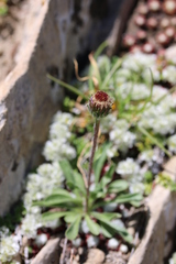 Aster alpinus