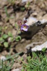 Chaenorhinum